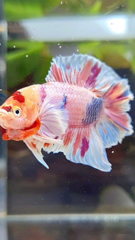PLAKAT DOUBLE TAIL DUMBO EAR ORANGE PURPLE CANDY MULTICOLOR BETTA FISH