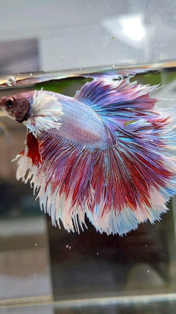 HALFMOON CROWNTAIL DUMBO EAR PURPLE LAVENDER BETTA FISH