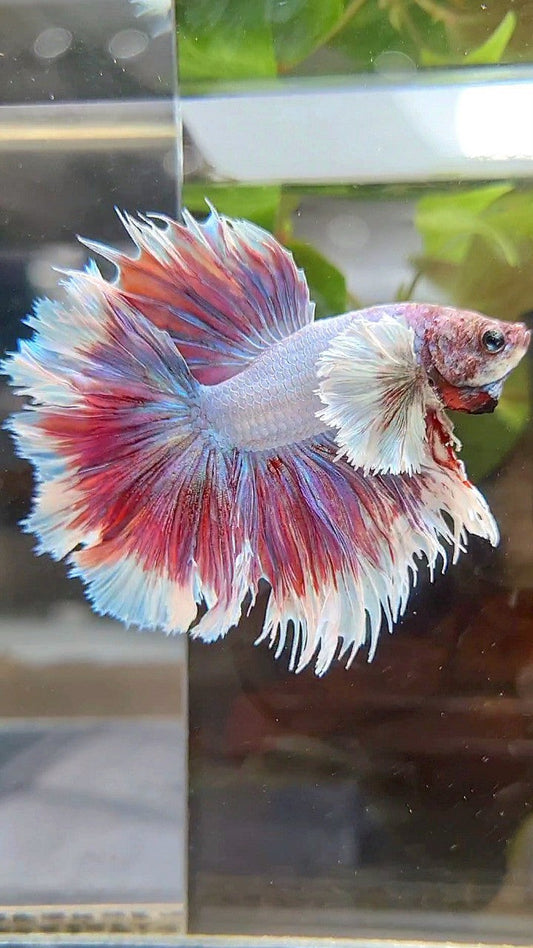HALFMOON CROWNTAIL DUMBO EAR PURPLE LAVENDER BETTA FISH