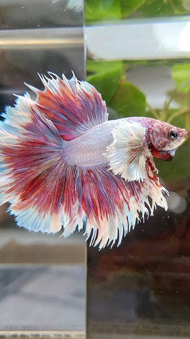 HALFMOON CROWNTAIL DUMBO EAR PURPLE LAVENDER BETTA FISH