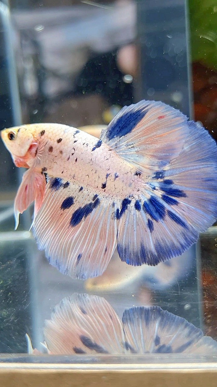 HALFMOON PINK FLAMINGGO BLUE DOTS MARBLE BETTA FISH