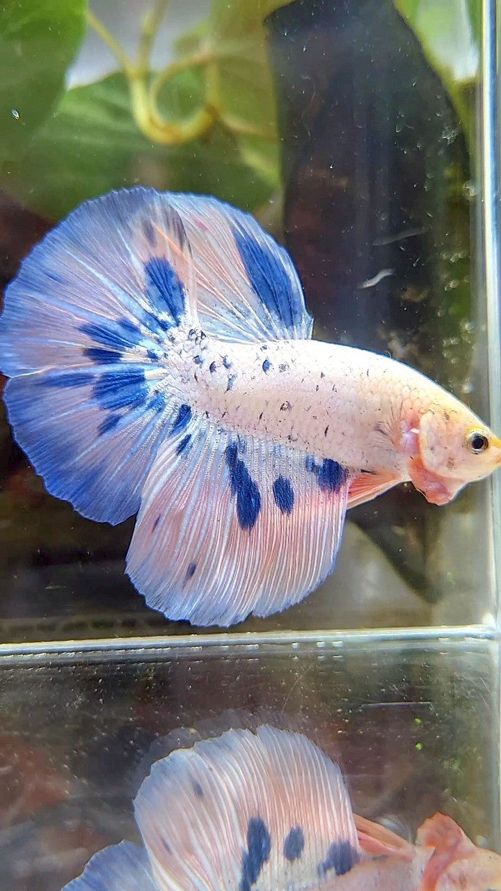 HALFMOON PINK FLAMINGGO BLUE DOTS MARBLE BETTA FISH