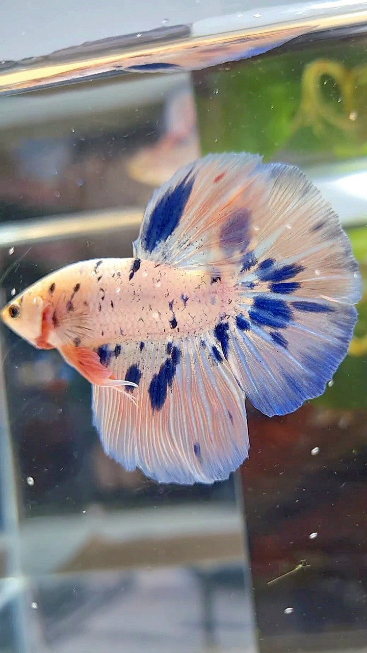 HALFMOON PINK FLAMINGGO BLUE DOTS MARBLE BETTA FISH