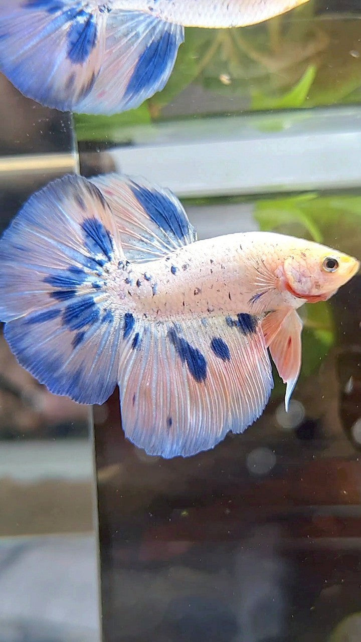 HALFMOON PINK FLAMINGGO BLUE DOTS MARBLE BETTA FISH