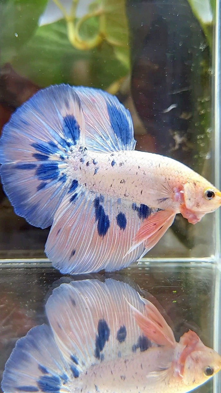 HALFMOON PINK FLAMINGGO BLUE DOTS MARBLE BETTA FISH