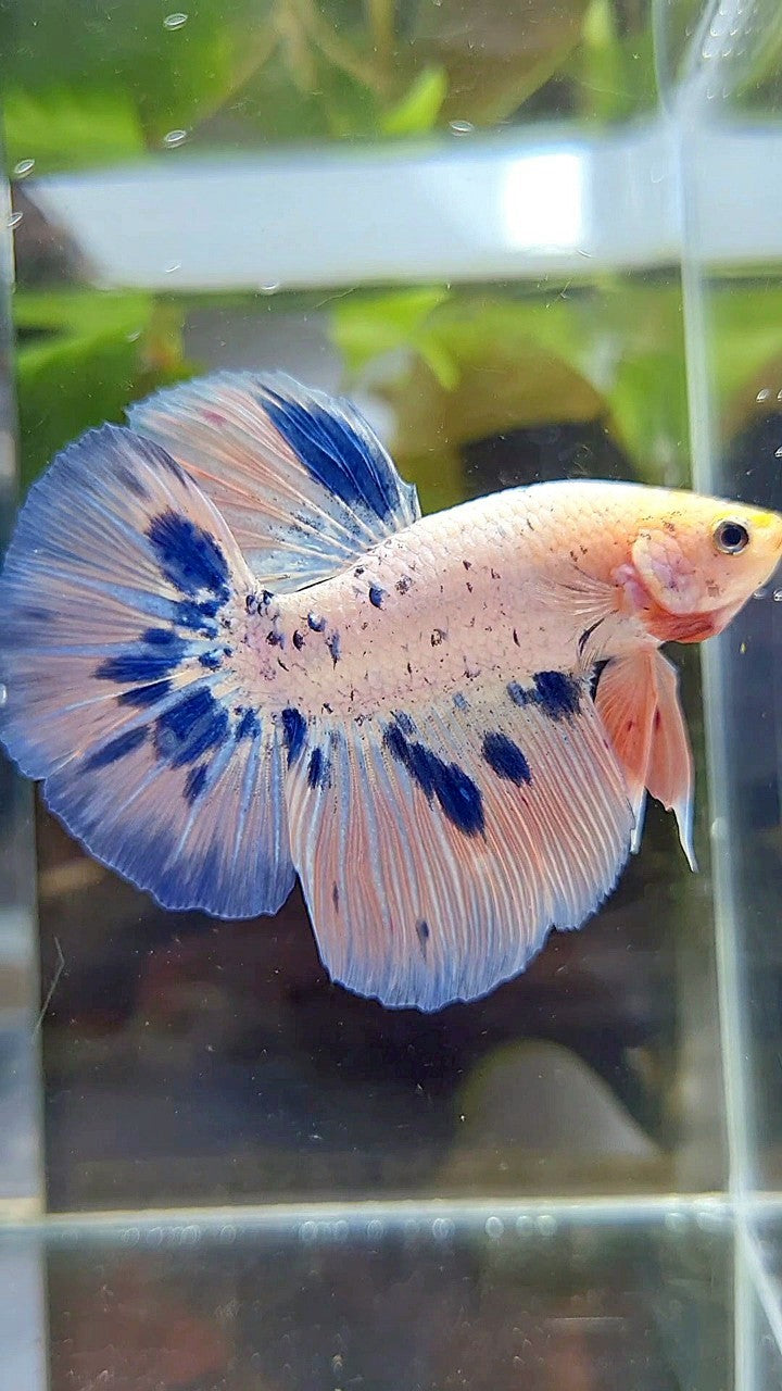 HALFMOON PINK FLAMINGGO BLUE DOTS MARBLE BETTA FISH
