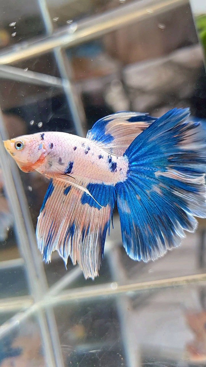 HALFMOON BLUE DOTS MARBLE PINK FLAMINGGO BETTA FISH