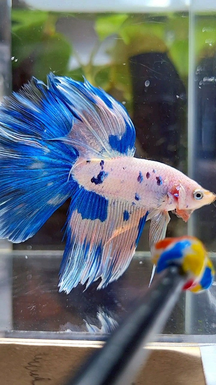 HALFMOON BLUE DOTS MARBLE PINK FLAMINGGO BETTA FISH