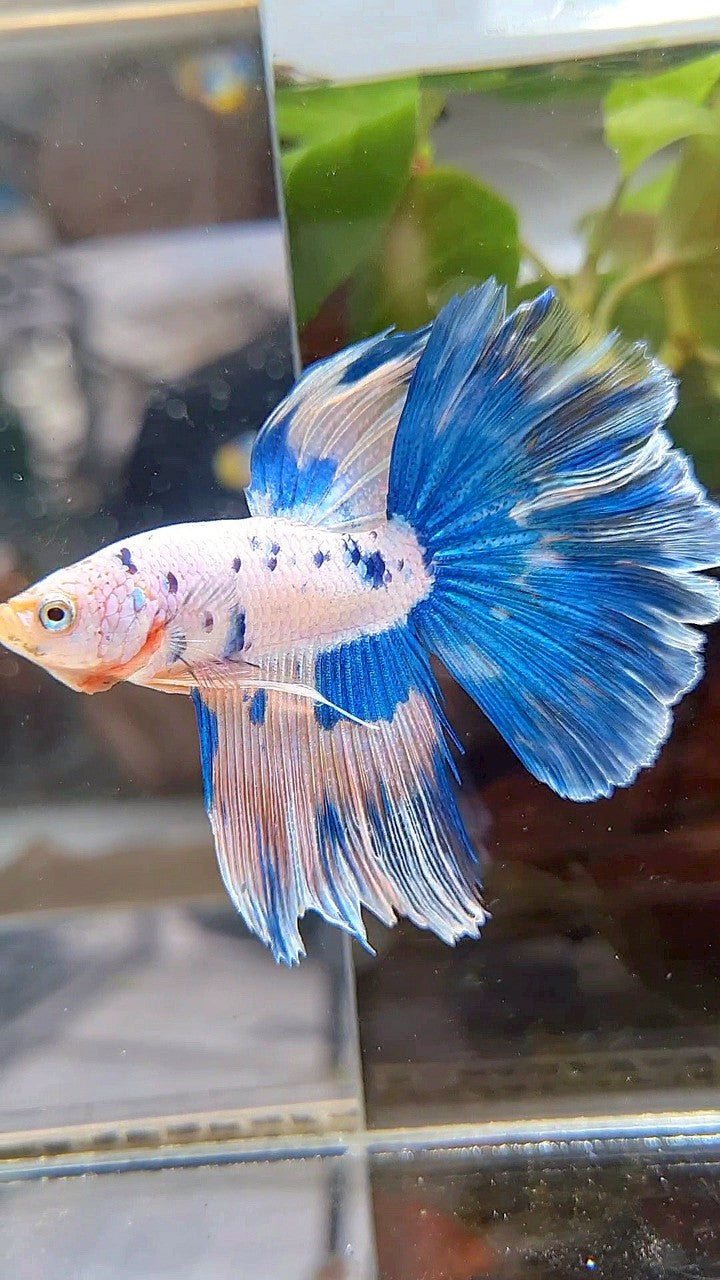 HALFMOON BLUE DOTS MARBLE PINK FLAMINGGO BETTA FISH