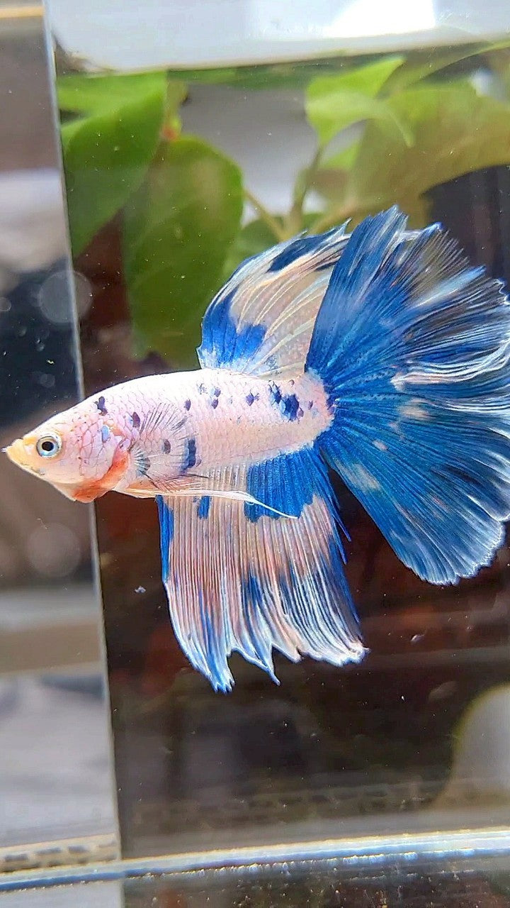 HALFMOON BLUE DOTS MARBLE PINK FLAMINGGO BETTA FISH