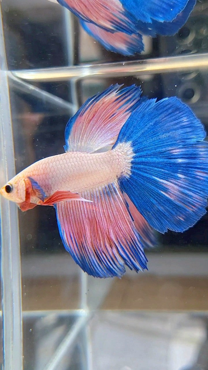 HALFMOON BLUE PINK RIM FLAMINGGO BETTA FISH