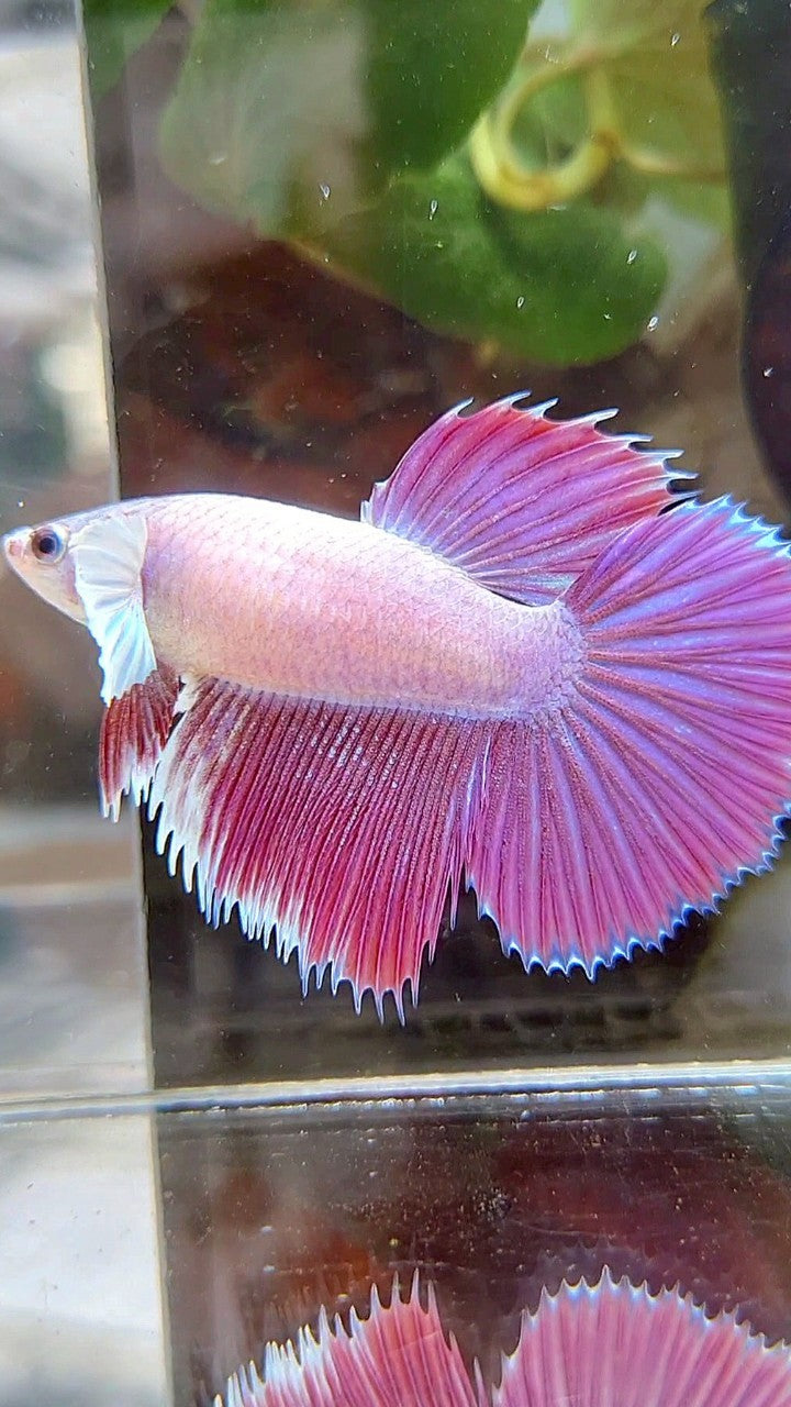 FEMALE HALFMOON DUMBO EAR CROWNTAIL PINK UNICORN PURPLE BETTA FISH