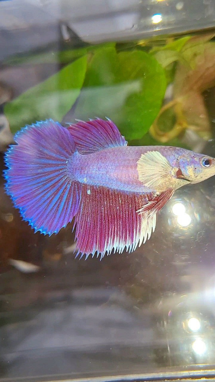 FEMALE HALFMOON DUMBO EAR CROWNTAIL PINK UNICORN PURPLE BETTA FISH