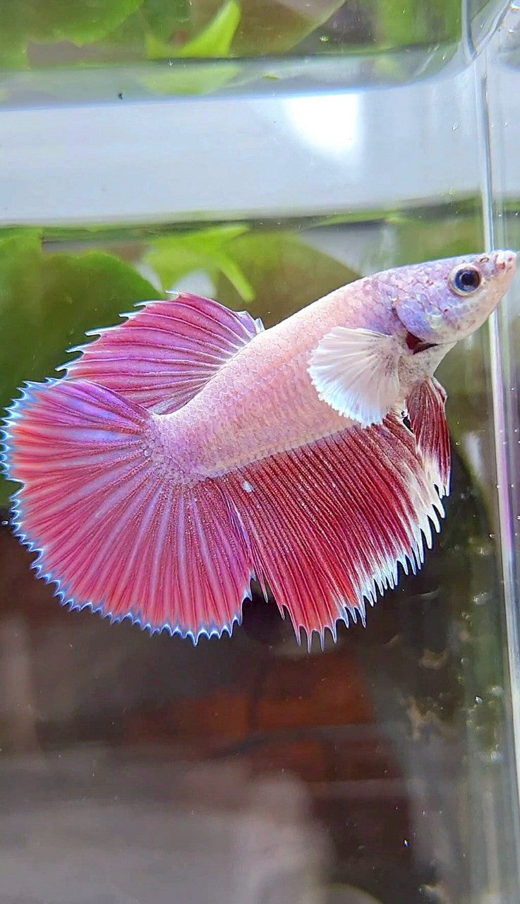 FEMALE HALFMOON DUMBO EAR CROWNTAIL PINK UNICORN PURPLE BETTA FISH