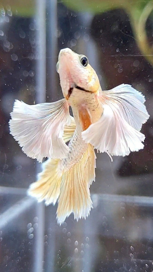 FEMALE HALFMOON SUPER DUMBO EAR ROSETAIL GOLD BETTA FISH