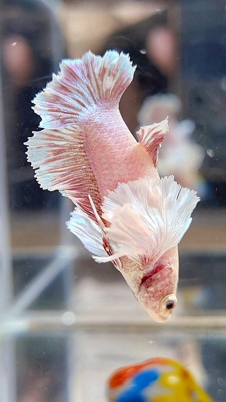 FEMALE PLAKAT DUMBO EAR WHITE LAVENDER BETTA FISH