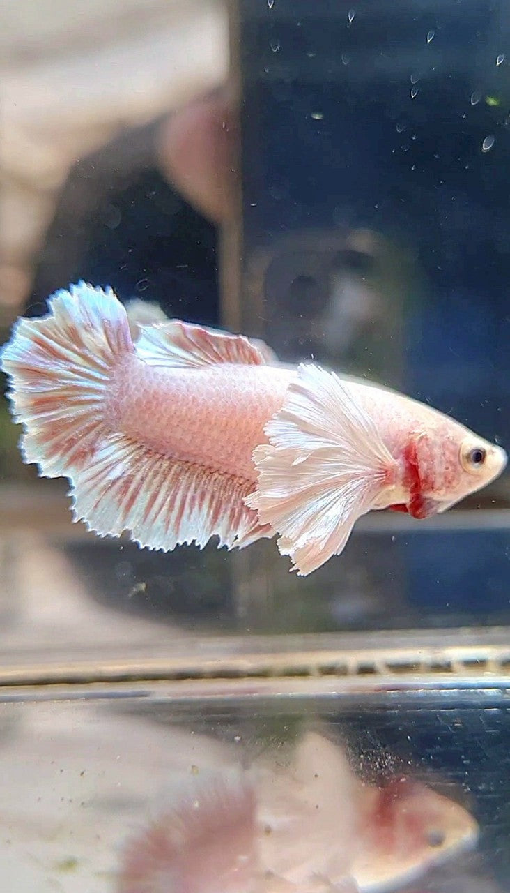 FEMALE PLAKAT DUMBO EAR WHITE LAVENDER BETTA FISH