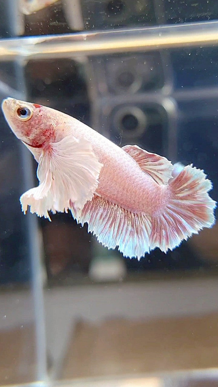FEMALE PLAKAT DUMBO EAR WHITE LAVENDER BETTA FISH