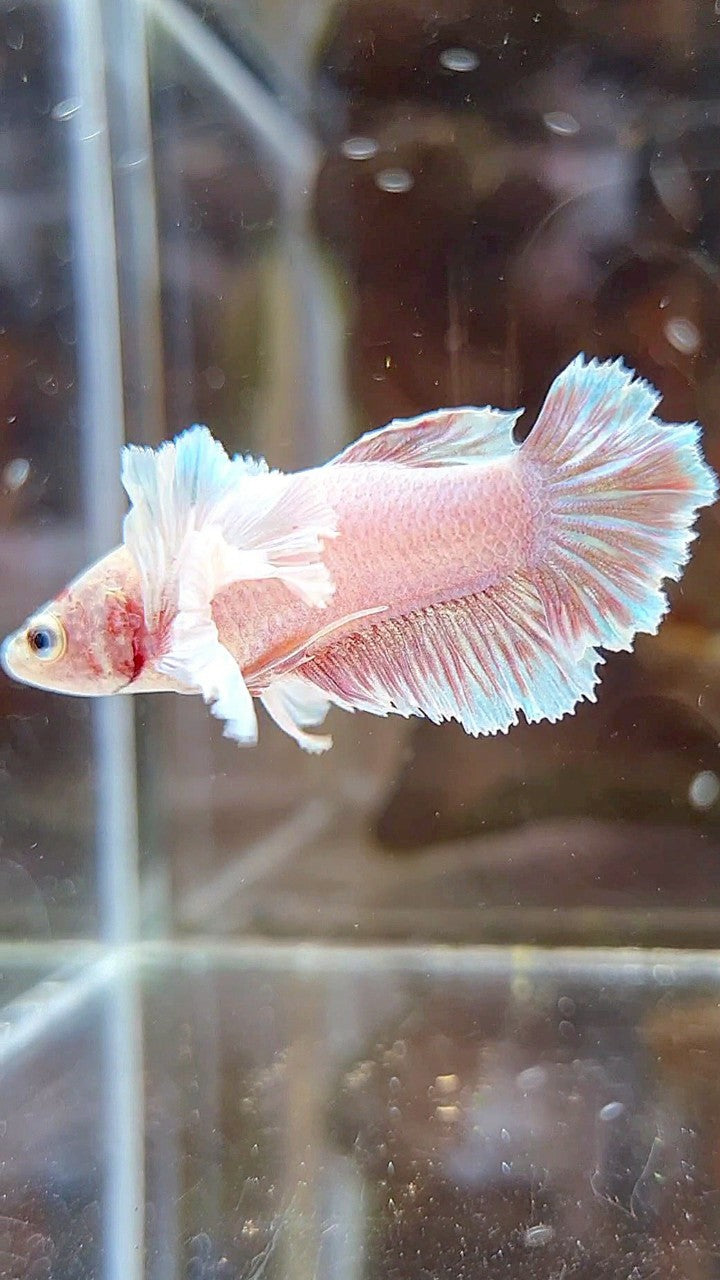 FEMALE PLAKAT DUMBO EAR WHITE LAVENDER BETTA FISH