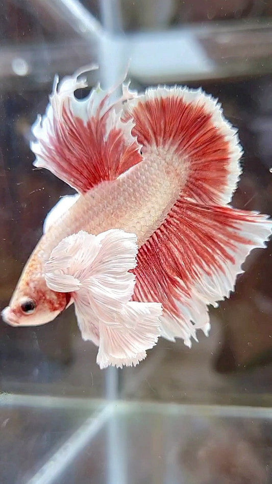 LUXURY HMPK SUPER DUMBO EAR RED LAVENDER BETTA FISH