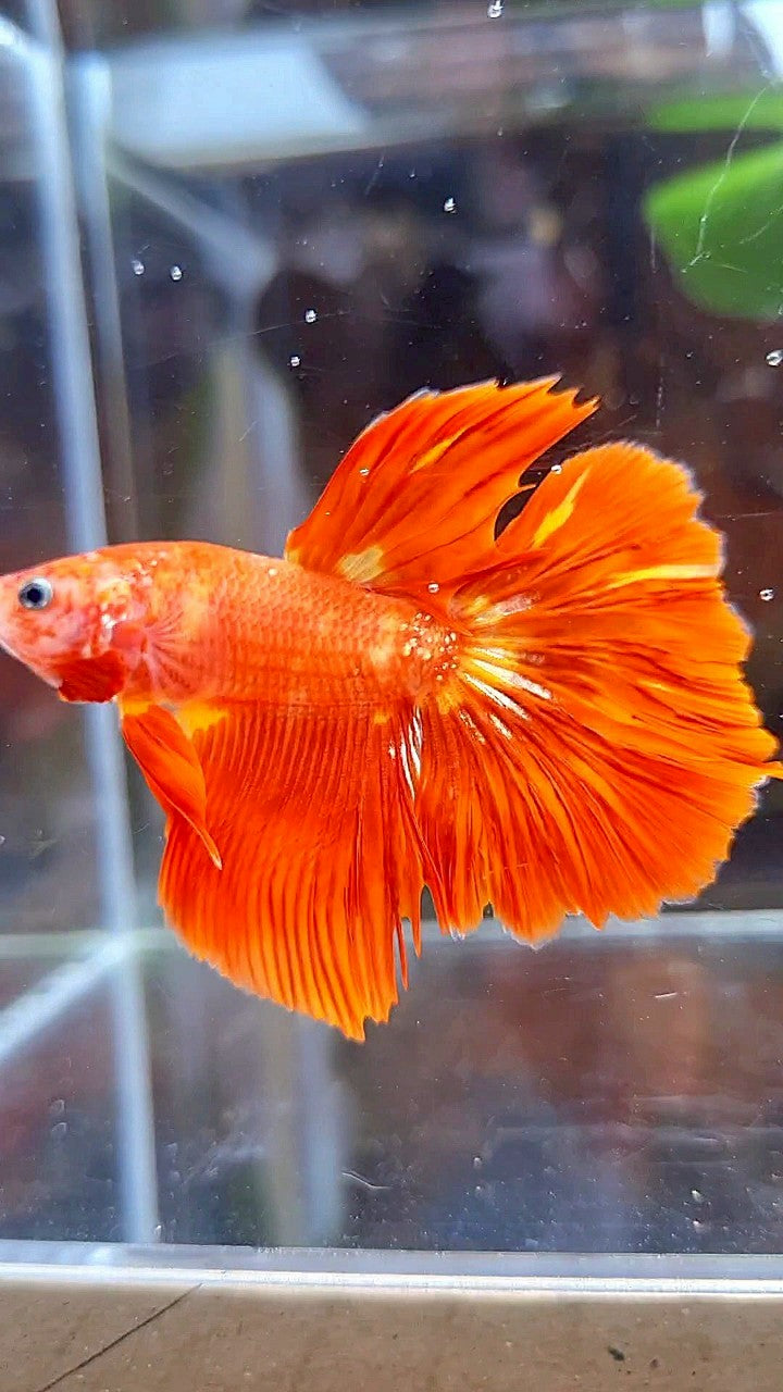 HALFMOON SUPER FIRE LEOPARD GOLD GALAXY BETTA FISH
