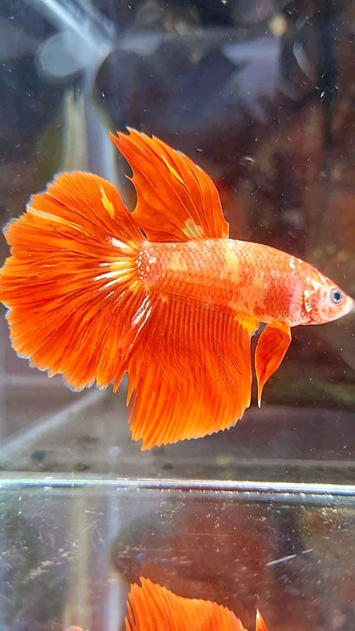 HALFMOON SUPER FIRE LEOPARD GOLD GALAXY BETTA FISH