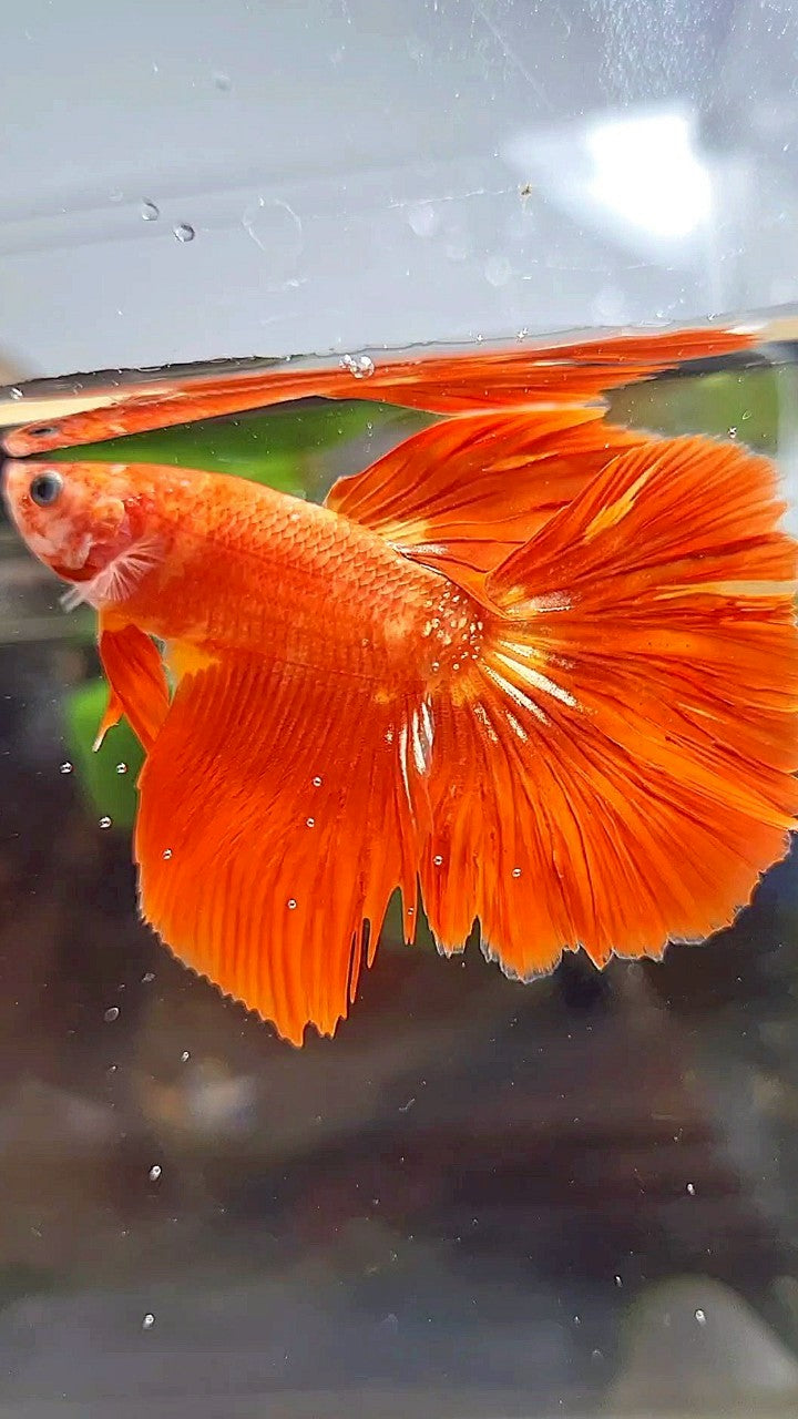 HALFMOON SUPER FIRE LEOPARD GOLD GALAXY BETTA FISH