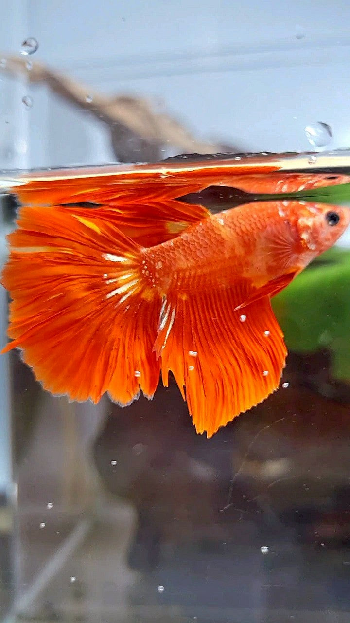 HALFMOON SUPER FIRE LEOPARD GOLD GALAXY BETTA FISH