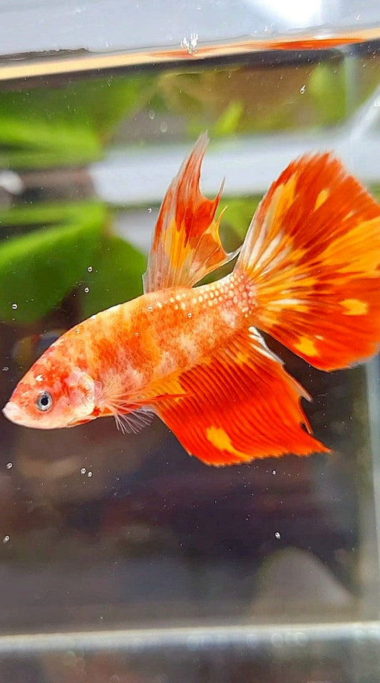 HALFMOON LEOPARD FIRE BETTA FISH