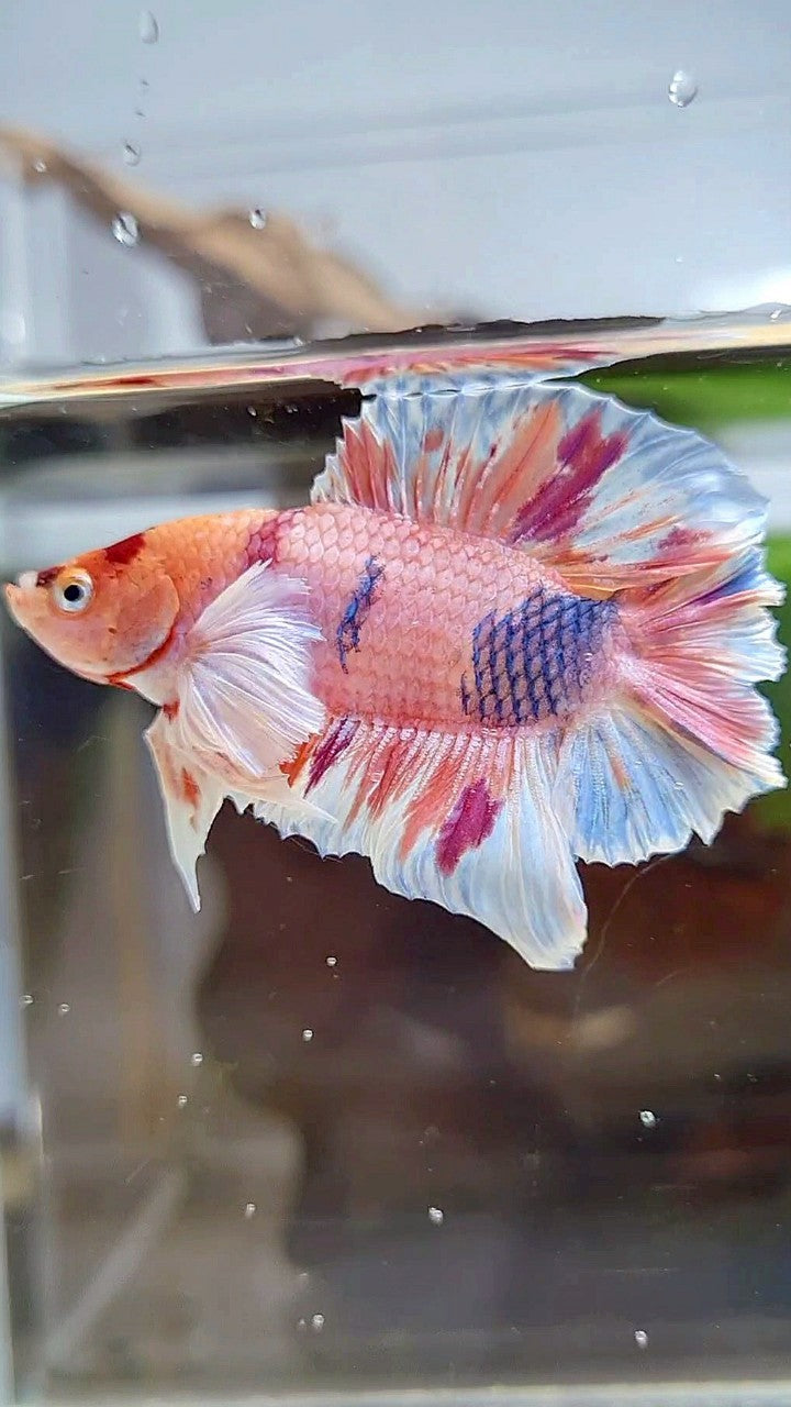 PLAKAT DOUBLE TAIL DUMBO EAR ORANGE PURPLE CANDY MULTICOLOR BETTA FISH