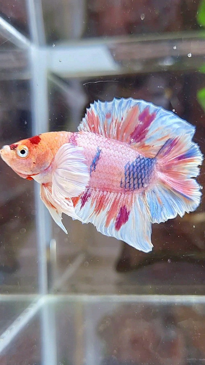 PLAKAT DOUBLE TAIL DUMBO EAR ORANGE PURPLE CANDY MULTICOLOR BETTA FISH