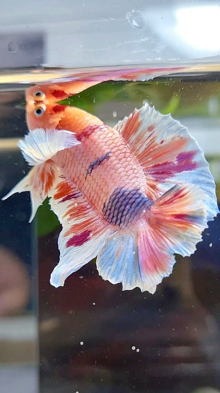 PLAKAT DOUBLE TAIL DUMBO EAR ORANGE PURPLE CANDY MULTICOLOR BETTA FISH