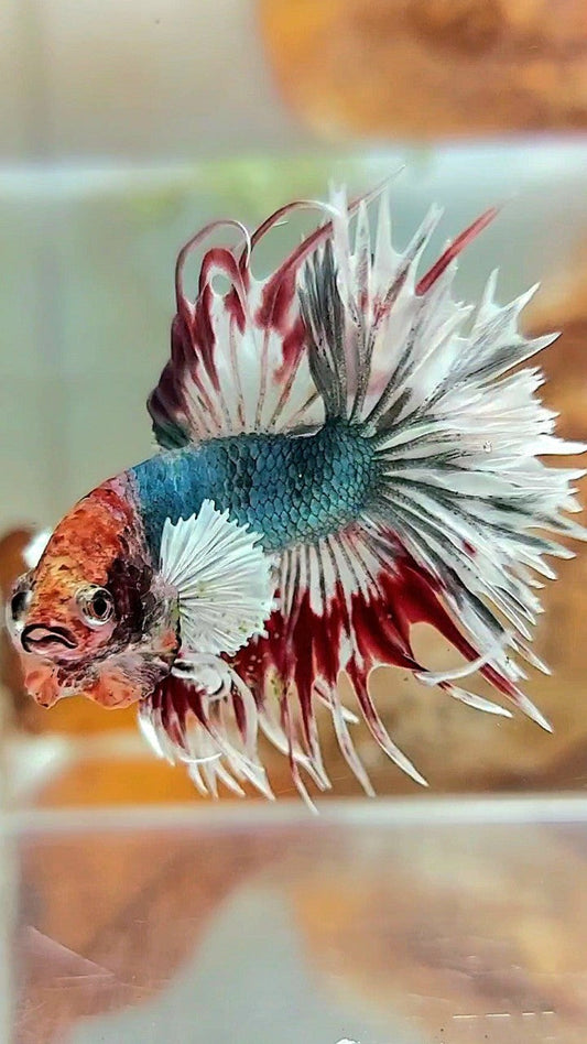 CROWNTAIL DUMBO EAR COPPER ARMY MULTICOLOR BETTA FISH