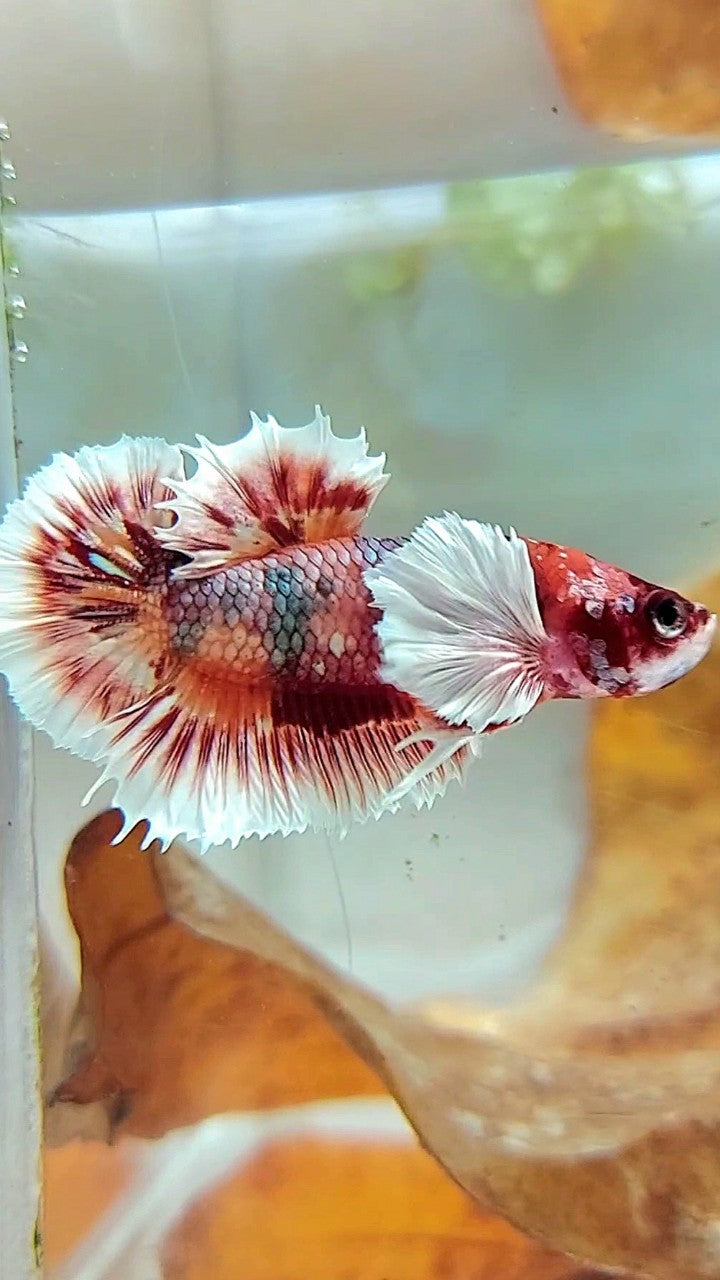 PLAKAT CROWNTAIL DUMBO EAR ORANGE COPPER MULTICOLOR BETTA FISH