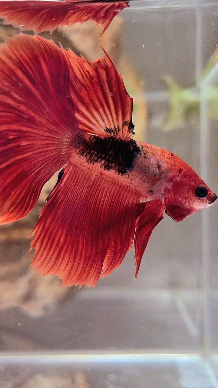 HALFMOON RED HELLBOY BETTA FISH