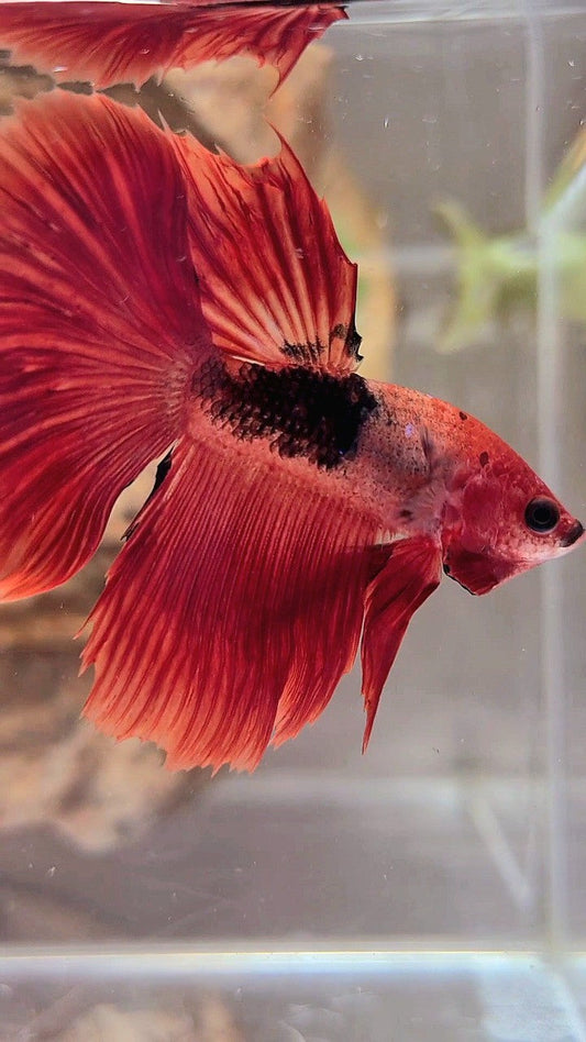 HALFMOON RED HELLBOY BETTA FISH