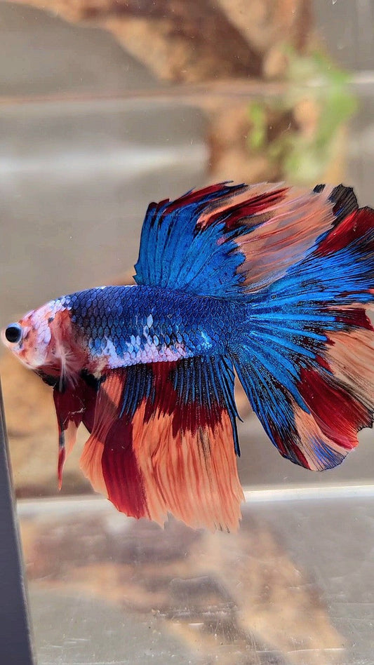 HALFMOON NEMO BLUE MULTICOLOR BETTA FISH