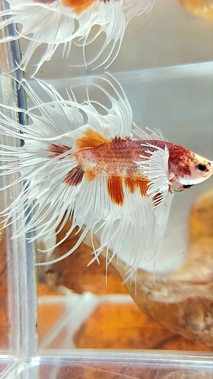 CROWNTAIL DUMBO EAR ORANGE MULTICOLOR BETTA FISH