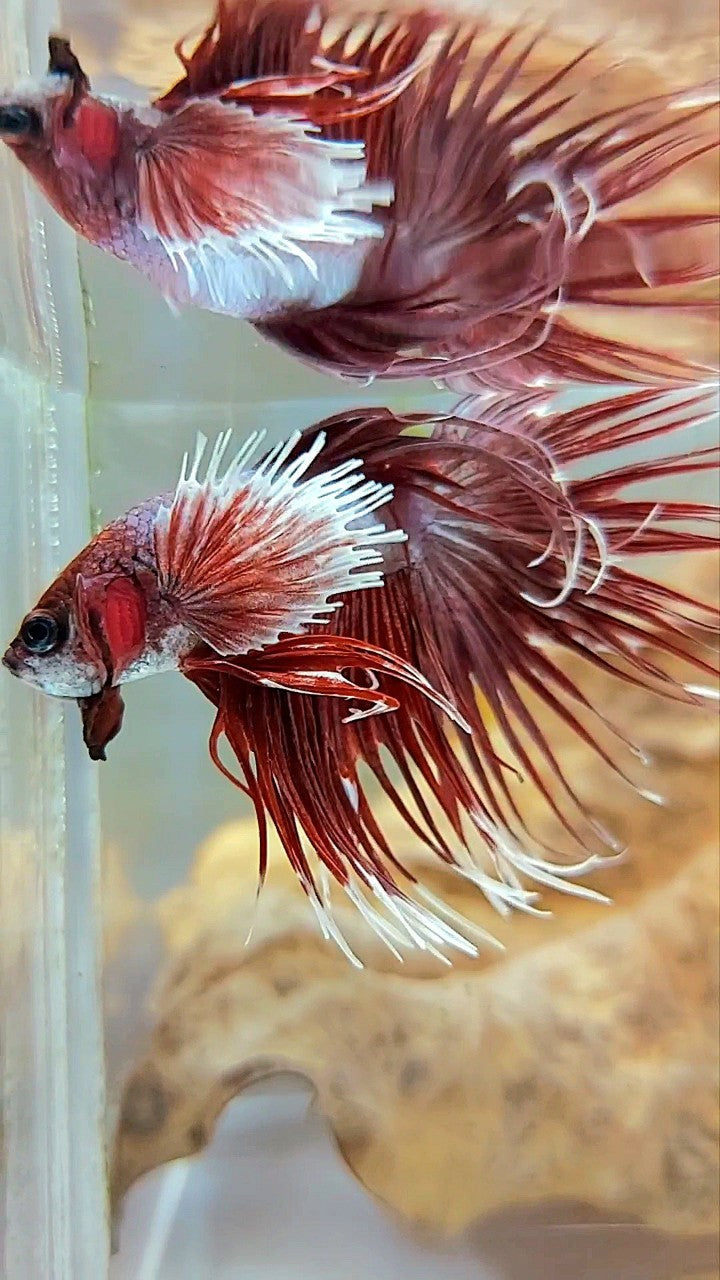 CROWNTAIL DUMBO EAR ROSEGOLD COPPER BETTA FISH