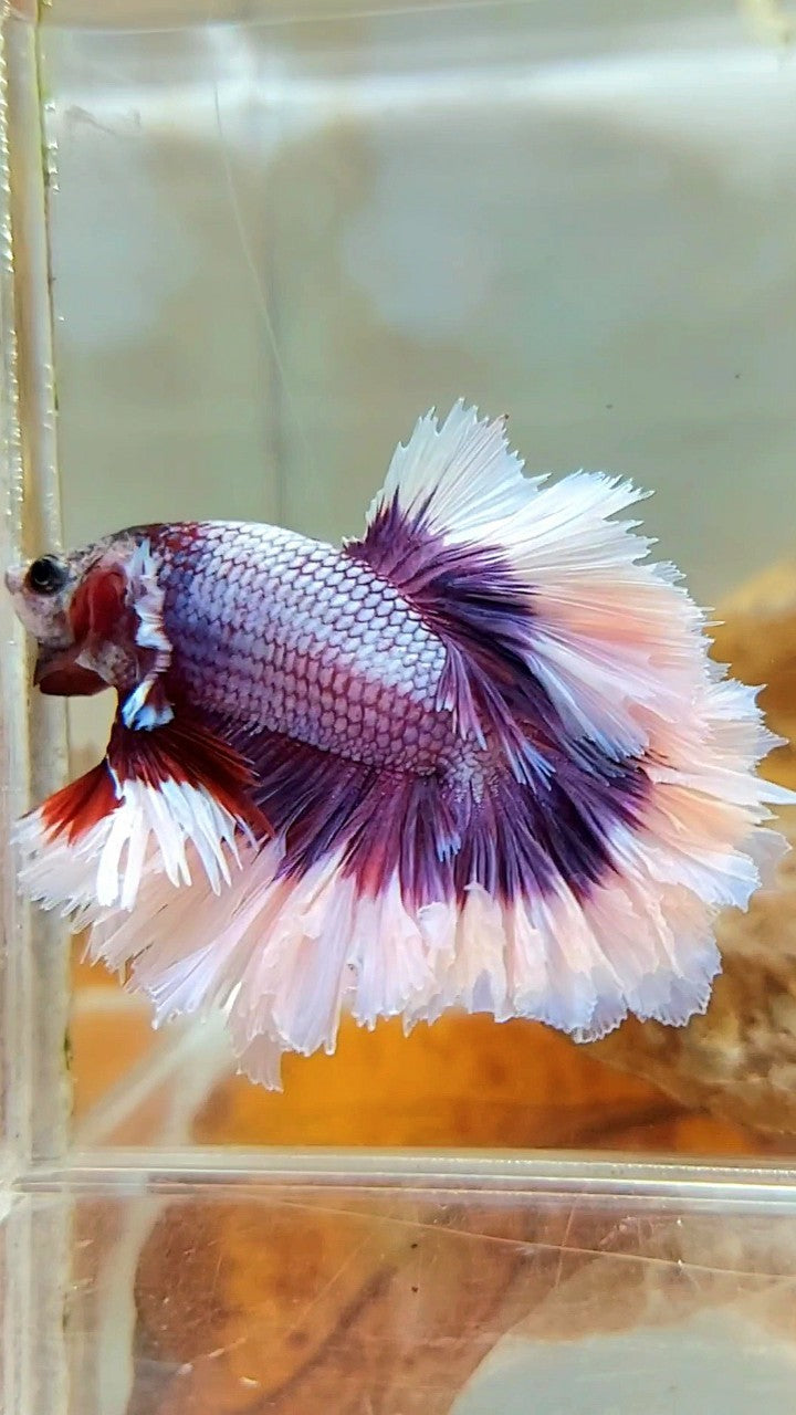 HALFMOON FEATHER TAIL BIG EAR SUPER PURPLE BUTTERFLY BETTA FISH