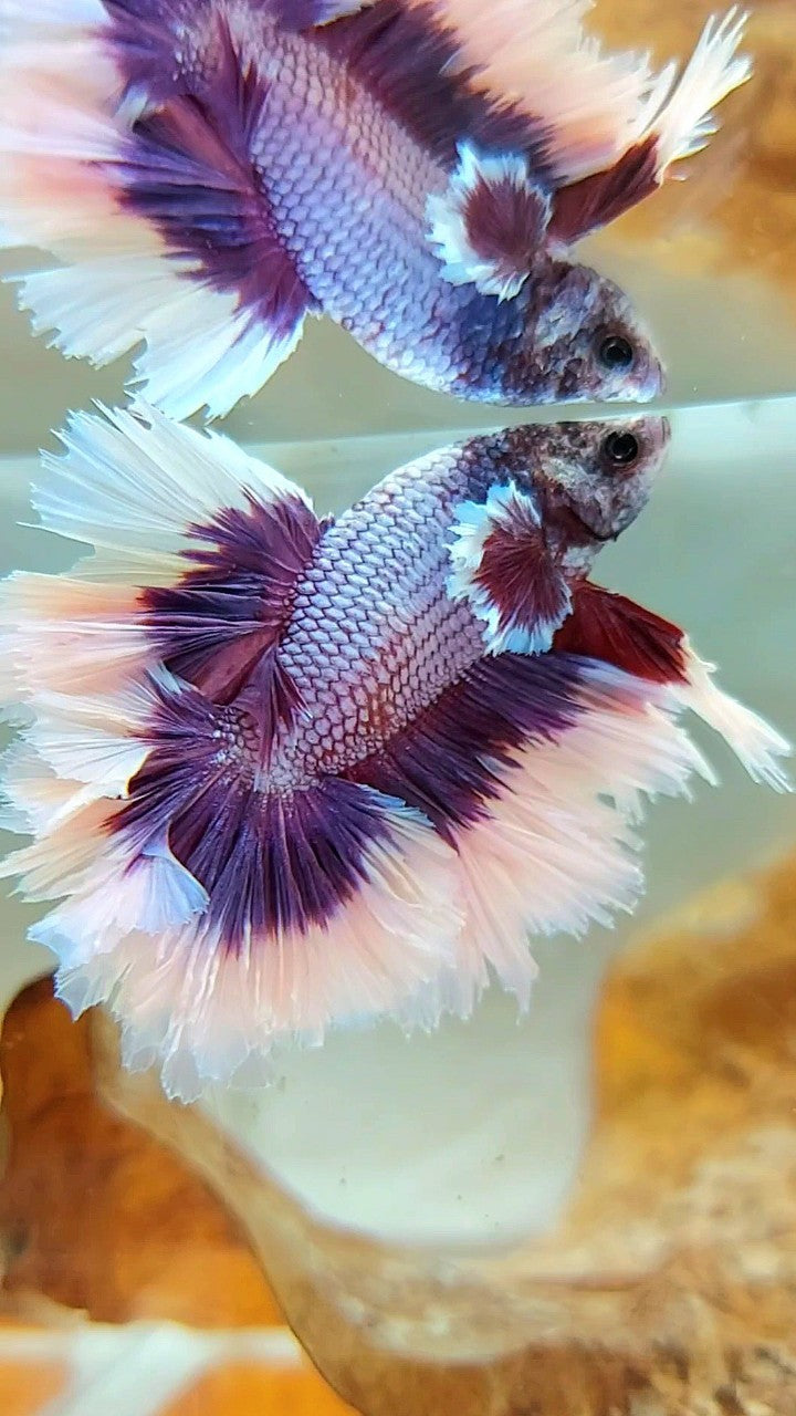 HALFMOON FEATHER TAIL BIG EAR SUPER PURPLE BUTTERFLY BETTA FISH
