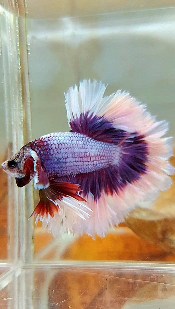 HALFMOON FEATHER TAIL BIG EAR SUPER PURPLE BUTTERFLY BETTA FISH
