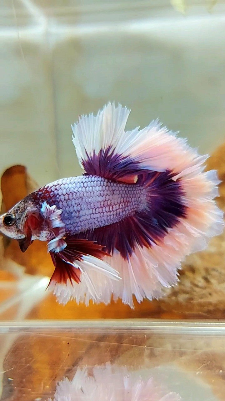 HALFMOON FEATHER TAIL BIG EAR SUPER PURPLE BUTTERFLY BETTA FISH