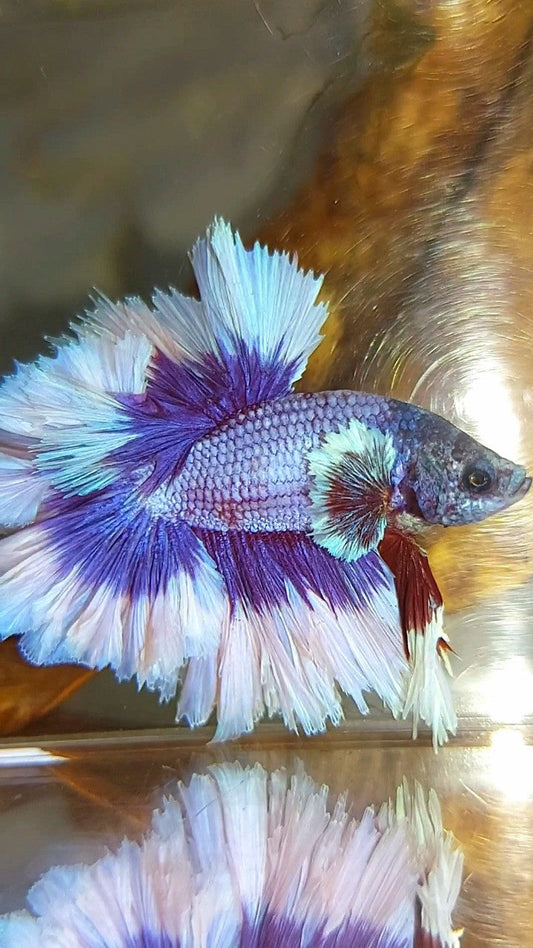 HALFMOON FEATHER TAIL BIG EAR SUPER PURPLE BUTTERFLY BETTA FISH