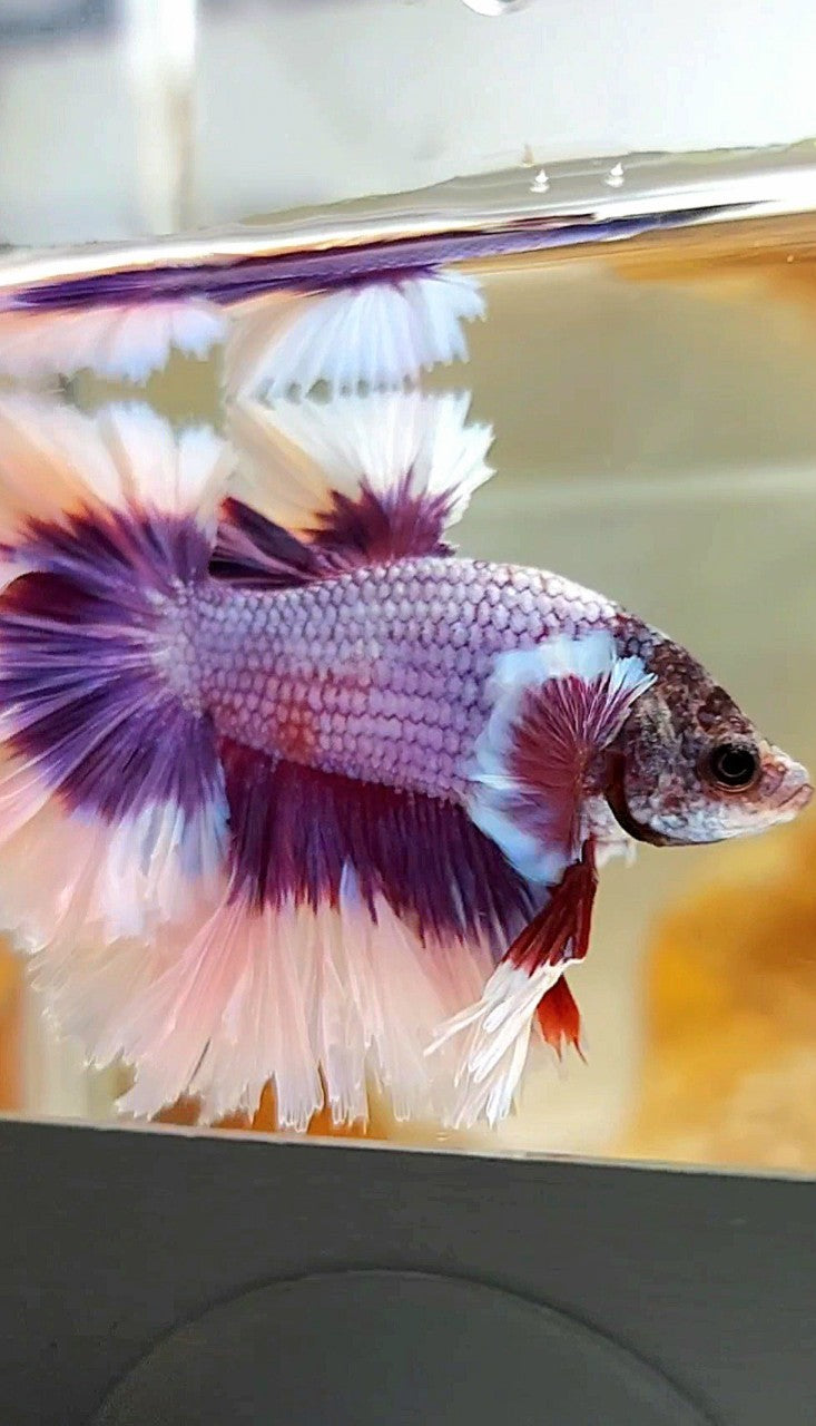 HALFMOON FEATHER TAIL BIG EAR SUPER PURPLE BUTTERFLY BETTA FISH