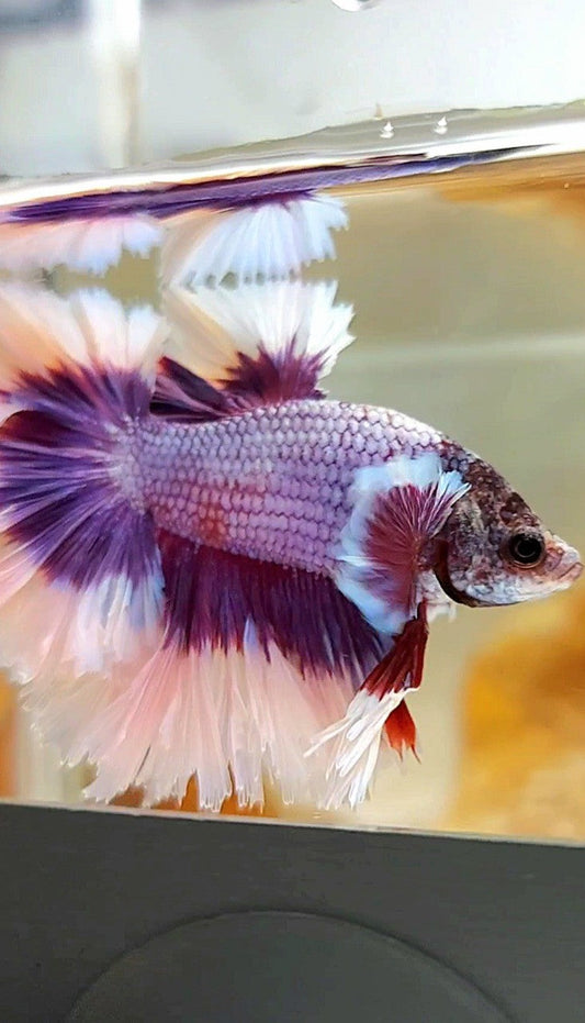HALFMOON FEATHER TAIL BIG EAR SUPER PURPLE BUTTERFLY BETTA FISH
