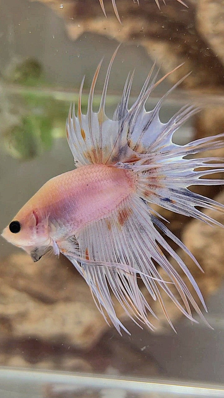 BONSAI CROWNTAIL WHITE YELLOW WASH BETTA FISH