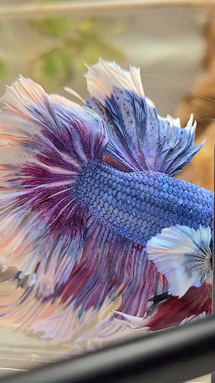 XXL HALFMOON FEATHER TAIL DUMBO EAR PURPLE BUTTERFLY BETTA FISH
