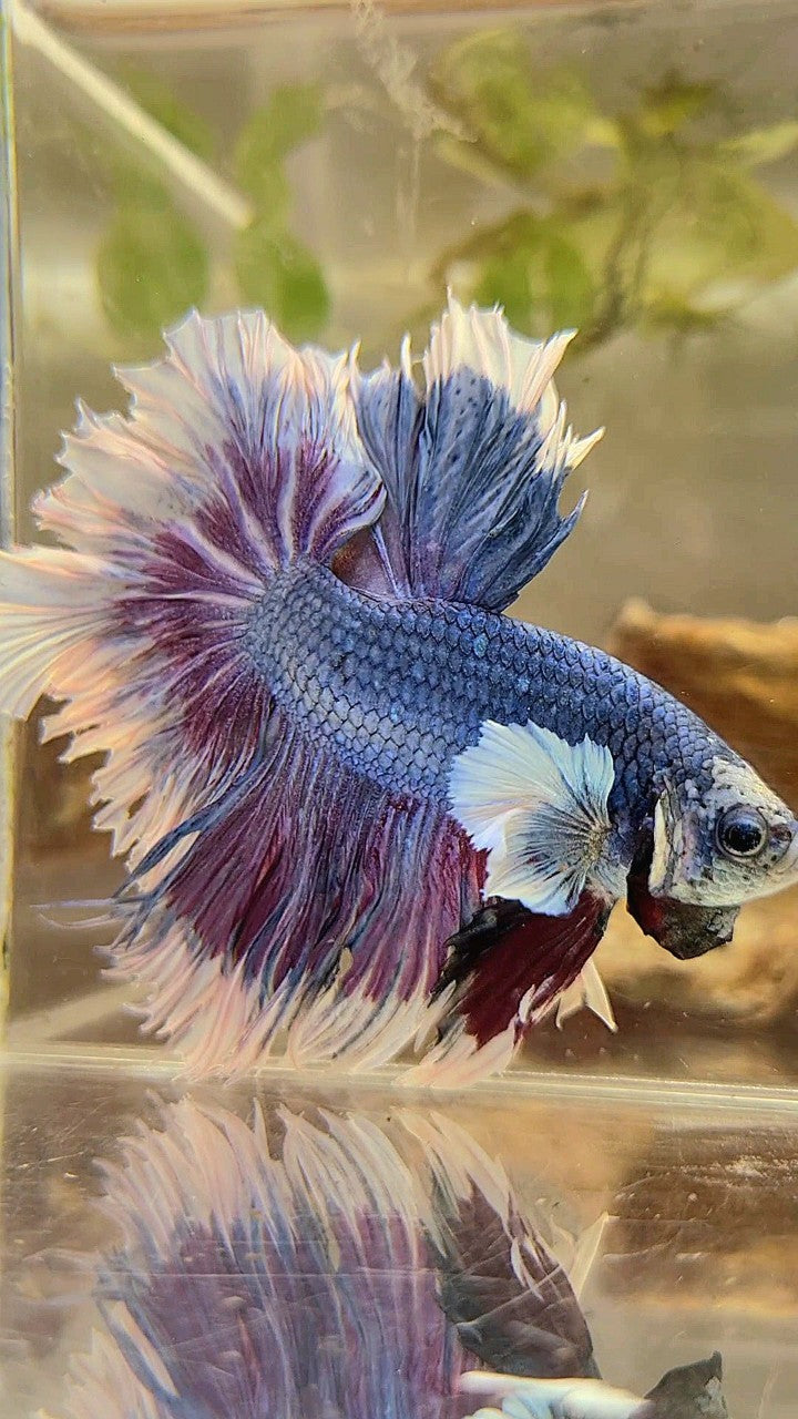 XXL HALFMOON FEATHER TAIL DUMBO EAR PURPLE BUTTERFLY BETTA FISH