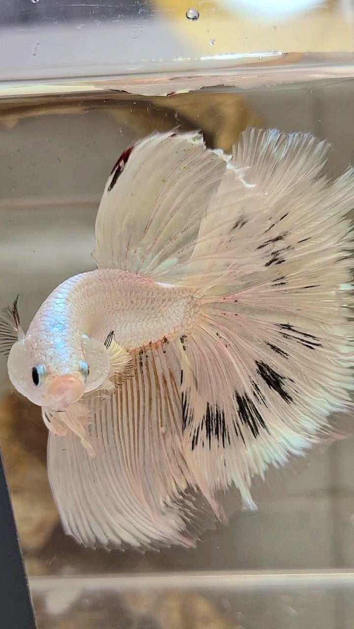 XL HALFMOON ROSETAIL WHITE BLACK WASH WHITE PLATINUM BETTA FISH
